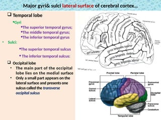 Temporal Gyrus Function Comprehensive Neuro-Anatomy of the Central Nervous System and Brain ...
