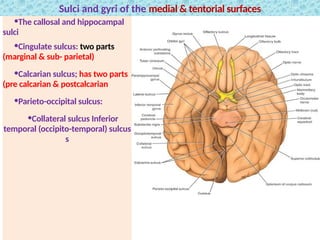 Comprehensive Neuro-Anatomy of the Central Nervous System and Brain ...