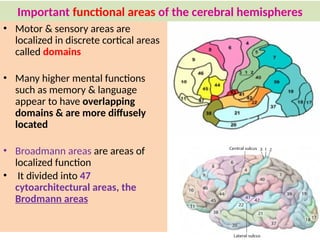 Comprehensive Neuro-Anatomy of the Central Nervous System and Brain ...
