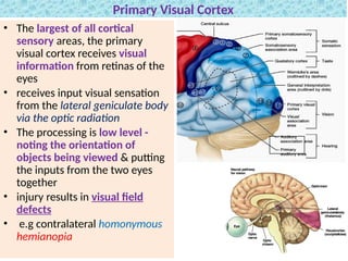 Comprehensive Neuro-Anatomy of the Central Nervous System and Brain ...