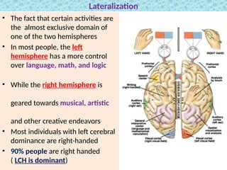 Comprehensive Neuro-Anatomy of the Central Nervous System and Brain ...