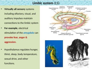 Hunger System Comprehensive Neuro-Anatomy of the Central Nervous System and Brain ...
