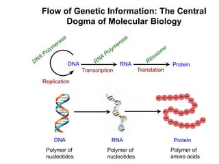 Flow of Genetic Information: The Central
Dogma of Molecular Biology
RNA ProteinDNA
Transcription Translation
Replication
RNA ProteinDNA
Polymer of
nucleotides
Polymer of
nucleotides
Polymer of
amino acids
 