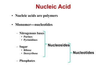 • Nucleic acids are polymers
• Monomer---nucleotides
– Nitrogenous bases
• Purines
• Pyrimidines
– Sugar
• Ribose
• Deoxyribose
– Phosphates
Nucleosides
Nucleotides
Nucleic Acid
 