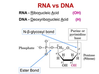(Ribose)
RNA - Ribonucleic Acid
DNA - Deoxyribonucleic Acid
RNA vs DNA
Ester Bond
N-β-glycosyl bond
(OH)
(H)
 