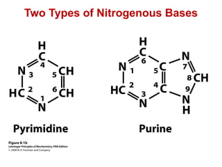 Two Types of Nitrogenous Bases
 
