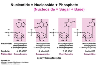 Nucleotide = Nucleoside + Phosphate
(Nucleoside = Sugar + Base)
 