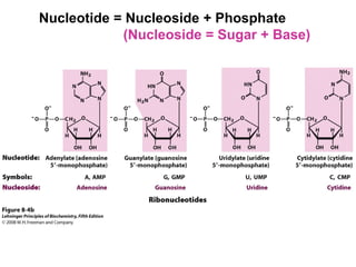 Nucleotide = Nucleoside + Phosphate
(Nucleoside = Sugar + Base)
 