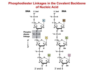 Phosphodiester Linkages in the Covalent Backbone
of Nucleic Acid
3′ end3′ end
 