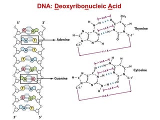 DNA: Deoxyribonucleic Acid
 