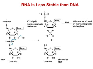 RNA is Less Stable than DNA
 
