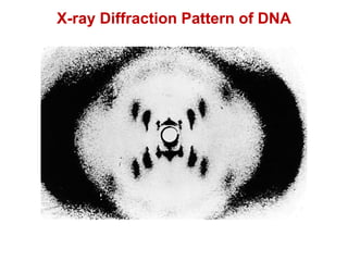 X-ray Diffraction Pattern of DNA
 