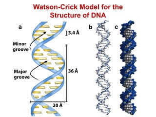 Watson-Crick Model for the
Structure of DNA
a b c
 