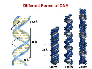Different Forms of DNA
 