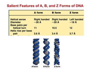 Salient Features of A, B, and Z Forms of DNA
 
