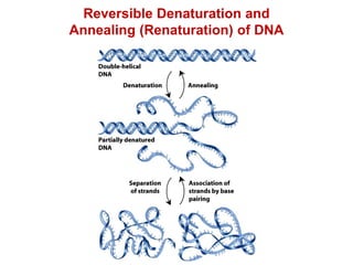 Reversible Denaturation and
Annealing (Renaturation) of DNA
 