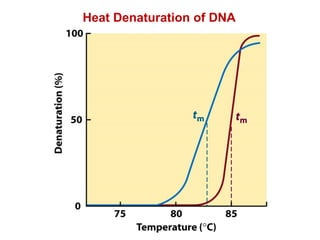 Heat Denaturation of DNA
 
