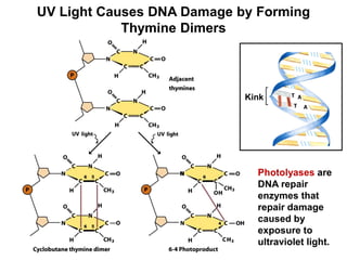 UV Light Causes DNA Damage by Forming
Thymine Dimers
Kink
Photolyases are
DNA repair
enzymes that
repair damage
caused by
exposure to
ultraviolet light.
 