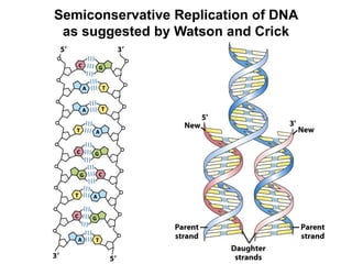 Semiconservative Replication of DNA
as suggested by Watson and Crick
 