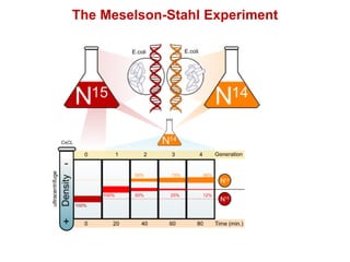 The Meselson-Stahl Experiment
 