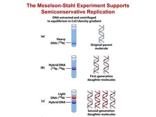 The Meselson-Stahl Experiment Supports
Semiconservative Replication
 
