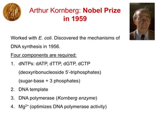 Worked with E. coli. Discovered the mechanisms of
DNA synthesis in 1956.
Four components are required:
1. dNTPs: dATP, dTTP, dGTP, dCTP
(deoxyribonucleoside 5’-triphosphates)
(sugar-base + 3 phosphates)
2. DNA template
3. DNA polymerase (Kornberg enzyme)
4. Mg2+ (optimizes DNA polymerase activity)
Arthur Kornberg: Nobel Prize
in 1959
 