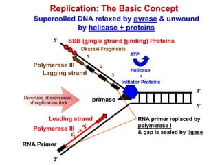 3
Polymerase III
Leading strand
5’
5’
3’
3’
Supercoiled DNA relaxed by gyrase & unwound
by helicase + proteins
Helicase
+
Initiator Proteins
ATP
SSB (single strand binding) Proteins
RNA Primer
primase
2Polymerase III
Lagging strand
Okazaki Fragments
1
RNA primer replaced by
polymerase I
& gap is sealed by ligase
Replication: The Basic Concept
 