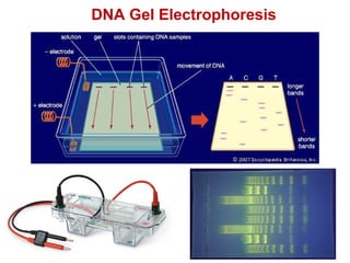DNA Gel Electrophoresis
 