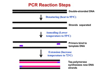 PCR Reaction Steps
Double-stranded DNA
Denaturing (heat to 95oC)
Strands separated
Annealing (Lower
temperature to 55oC)
Primers bind to
template DNA
Extension (Increase
temperature to 72oC)
Taq polymerase
synthesizes new DNA
strands
 