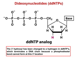 Dideoxynucleotides (ddNTPs)
The 3’ hydroxyl has been changed to a hydrogen in ddNTP’s,
which terminates a DNA chain because a phosphodiester
bond cannot form at this 3’ location
 