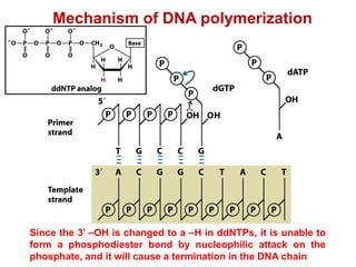 Since the 3’ –OH is changed to a –H in ddNTPs, it is unable to
form a phosphodiester bond by nucleophilic attack on the
phosphate, and it will cause a termination in the DNA chain
Mechanism of DNA polymerization
 