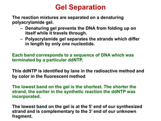 Gel Separation
The reaction mixtures are separated on a denaturing
polyacrylamide gel.
– Denaturing gel prevents the DNA from folding up on
itself while it travels through.
– Polyacrylamide gel separates the strands which differ
in length by only one nucleotide.
Each band corresponds to a sequence of DNA which was
terminated by a particular ddNTP.
This ddNTP is identified by lane in the radioactive method and
by color in the fluorescent method
The lowest band on the gel is the shortest. The shorter the
strand, the earlier in the synthetic reaction the ddNTP was
incorporated.
The lowest band on the gel is at the 5’ end of our synthesized
strand and is complementary to the 3’ end of our unknown
fragment.
 