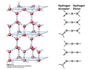 Hydrogen
Donor
Hydrogen
Acceptor
 