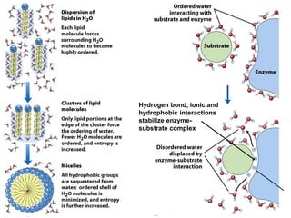 Hydrogen bond, ionic and
hydrophobic interactions
stabilize enzyme-
substrate complex
 