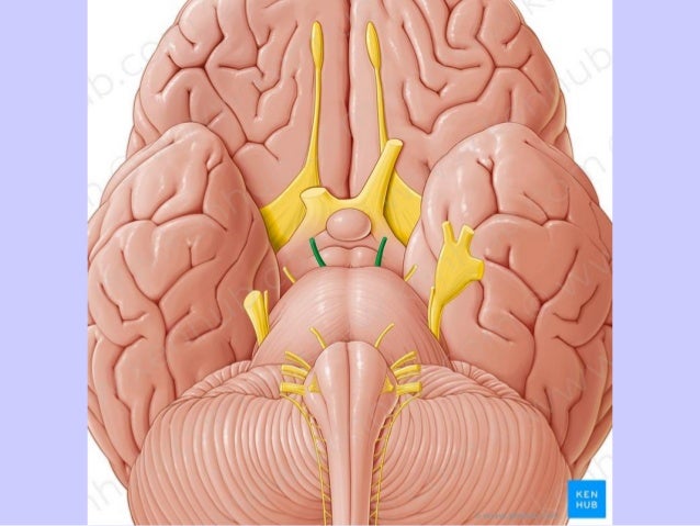 Lecture 1 orbit dr. noura