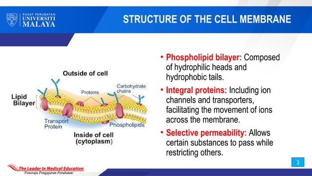 LECTURE 1 OVERVIEW OF CELL MEMBRANE PERMEABILITY AND CARDIAC CONDUCTION ...