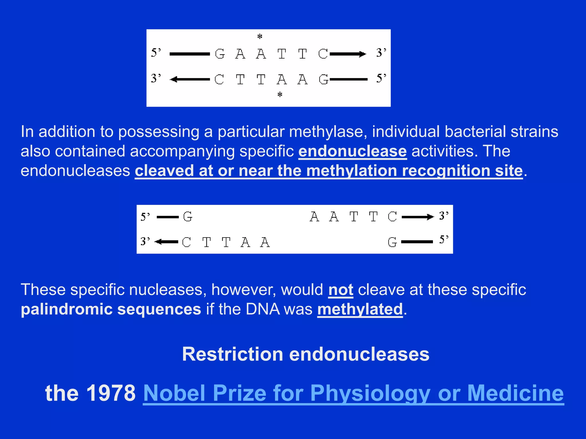 In addition to possessing a particular methylase, individual bacterial strains
also contained accompanying specific endonuclease activities. The
endonucleases cleaved at or near the methylation recognition site.
These specific nucleases, however, would not cleave at these specific
palindromic sequences if the DNA was methylated.
Restriction endonucleases
the 1978 Nobel Prize for Physiology or Medicine
 
