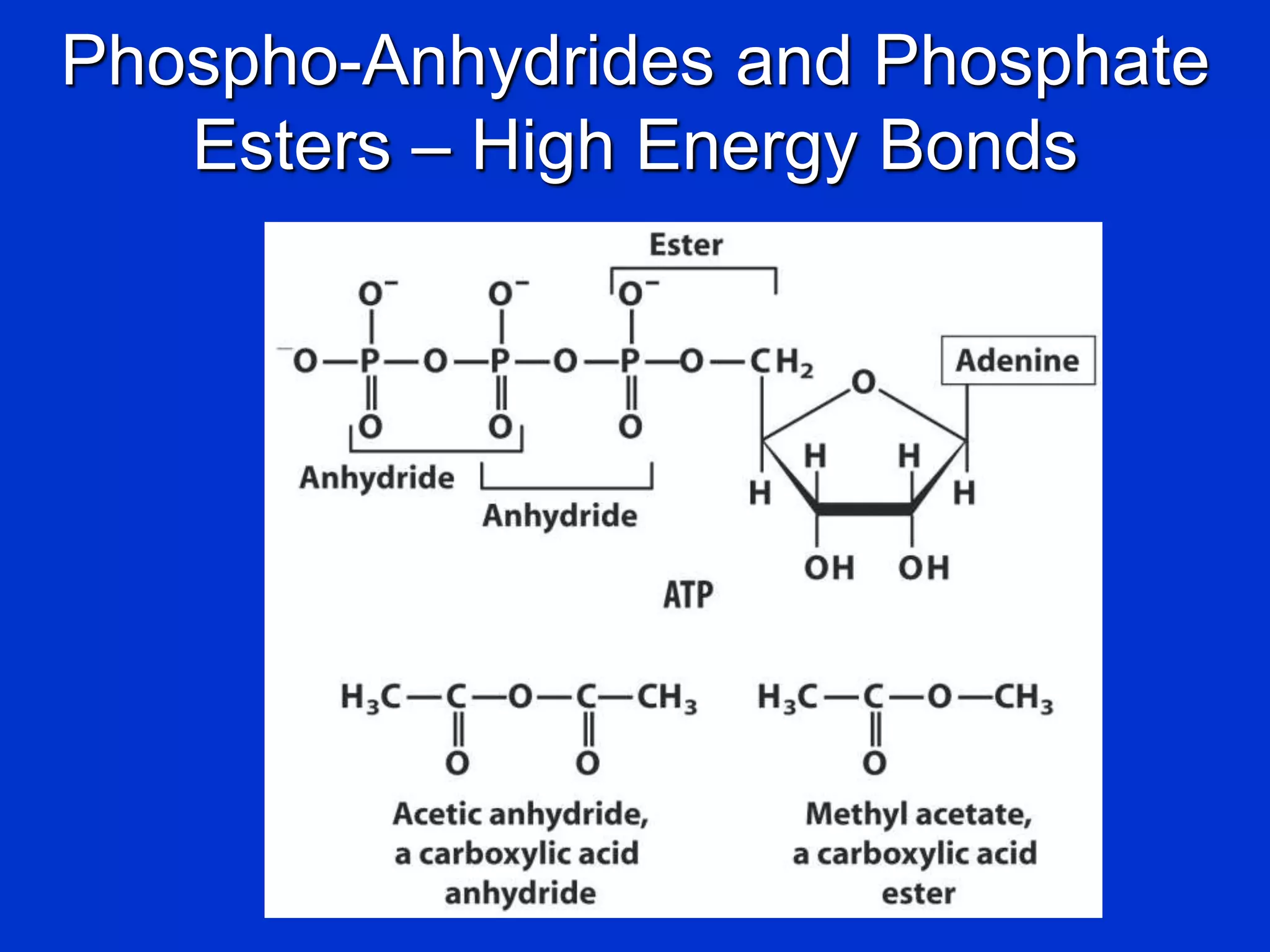 Phospho-Anhydrides and Phosphate
Esters – High Energy Bonds
 