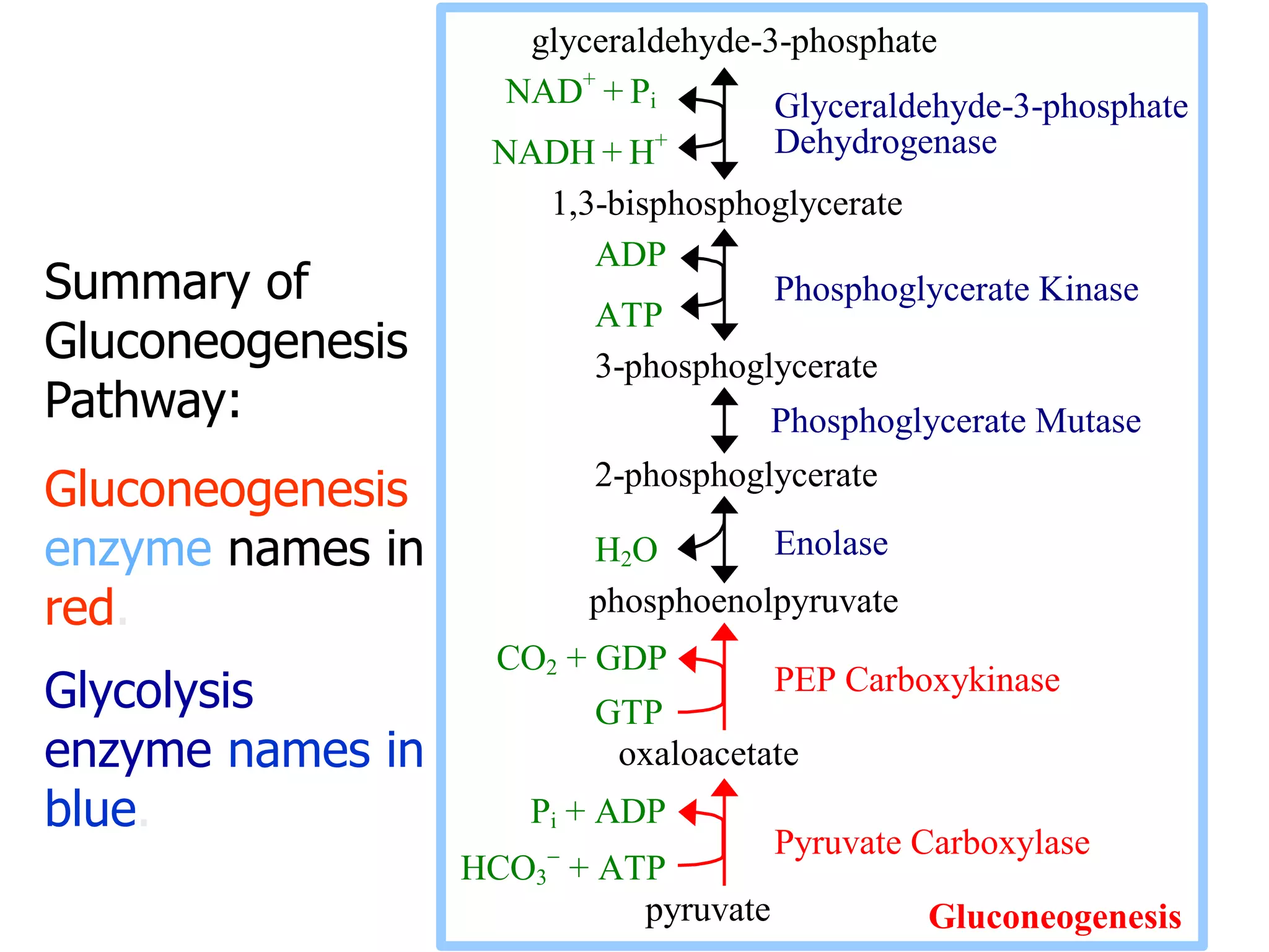 Glyceraldehyde-3-phosphate
Dehydrogenase
Phosphoglycerate Kinase
Enolase
PEP Carboxykinase
glyceraldehyde-3-phosphate
NAD+
+ Pi
NADH + H+
1,3-bisphosphoglycerate
ADP
ATP
3-phosphoglycerate
Phosphoglycerate Mutase
2-phosphoglycerate
H2O
phosphoenolpyruvate
CO2 + GDP
GTP
oxaloacetate
Pi + ADP
HCO3

+ ATP
pyruvate
Pyruvate Carboxylase
Gluconeogenesis
Summary of
Gluconeogenesis
Pathway:
Gluconeogenesis
enzyme names in
red.
Glycolysis
enzyme names in
blue.
 