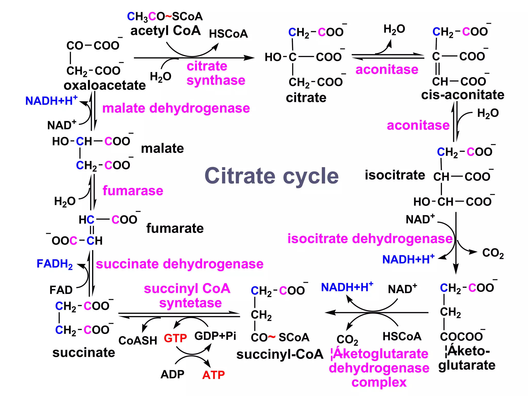 Citrate cycle
CO
CH2
COO
COO
CH3CO~SCoA
C
CH2
COO
COO
CH2
HO
COO
C
CH
COO
COO
CH2 COO
CH
CH
COO
COO
CH2 COO
H2O
H2O
HO
CO2
CH2
CH2
COCOO
COO
CH2
CH2
COO
CO~ SCoA CO2
NAD+
NADH+H+
CH2
CH2
COO
COO
GDP+Pi
GTP
CH
CH2
COO
COO
OOC CH
C COO
H
HO
NAD+
NADH+H+
FAD
FADH2
H2O
acetyl CoA
H2O
oxaloacetate
citrate
synthase
citrate
aconitase
cis-aconitate
aconitase
isocitrate
NAD+
NADH+H+
isocitrate dehydrogenase
¦Á
-keto-
glutarate
¦Á
-ketoglutarate
dehydrogenase
complex
succinyl-CoA
ADP ATP
CoASH
succinyl CoA
syntetase
succinate dehydrogenase
fumarate
succinate
fumarase
malate
malate dehydrogenase
HSCoA
HSCoA
 