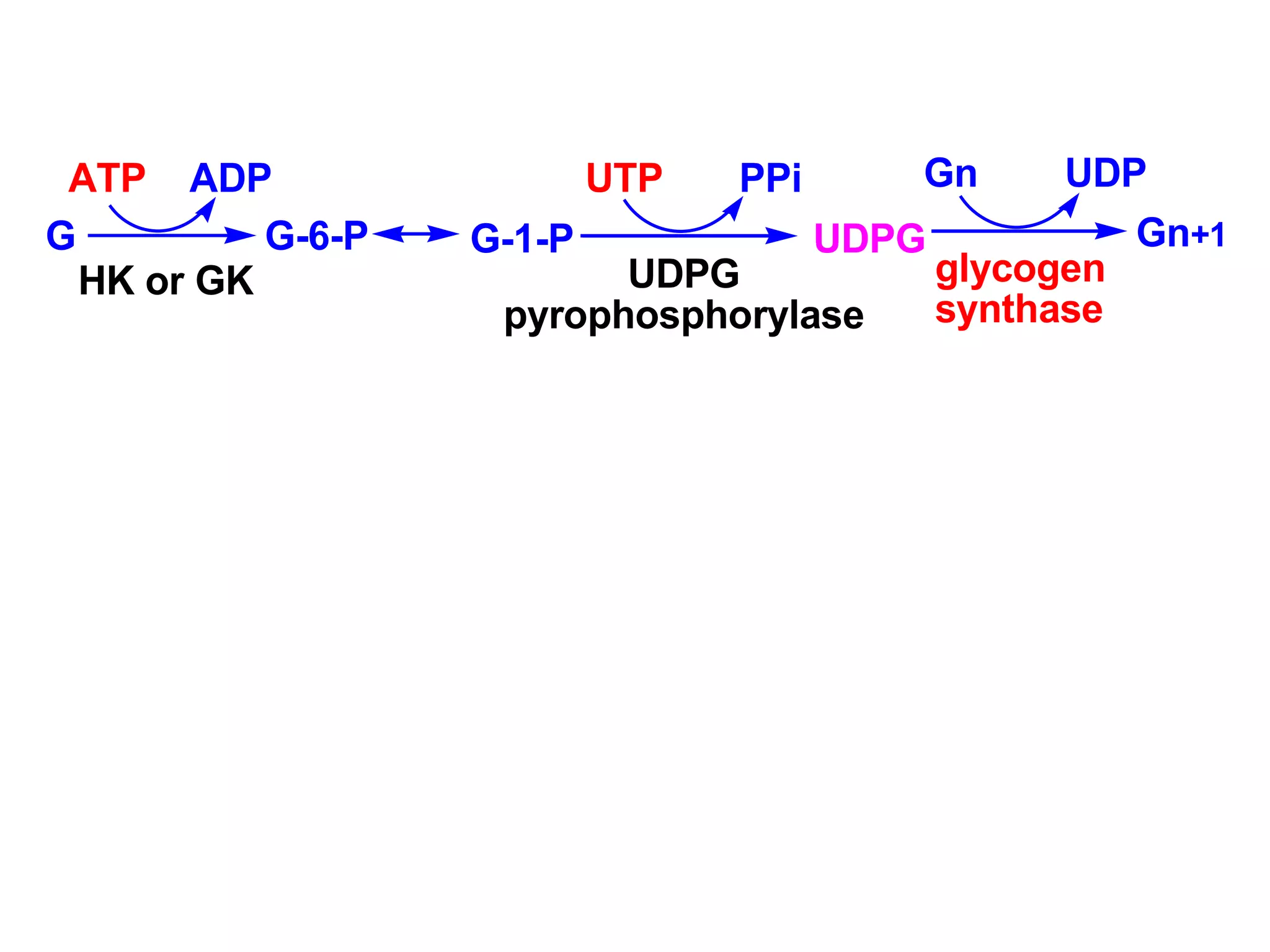 G
HK or GK
G-6-P
ATP ADP
G-1-P
UDPG
pyrophosphorylase
UDPG
UTP PPi Gn UDP
Gn+1
glycogen
synthase
 