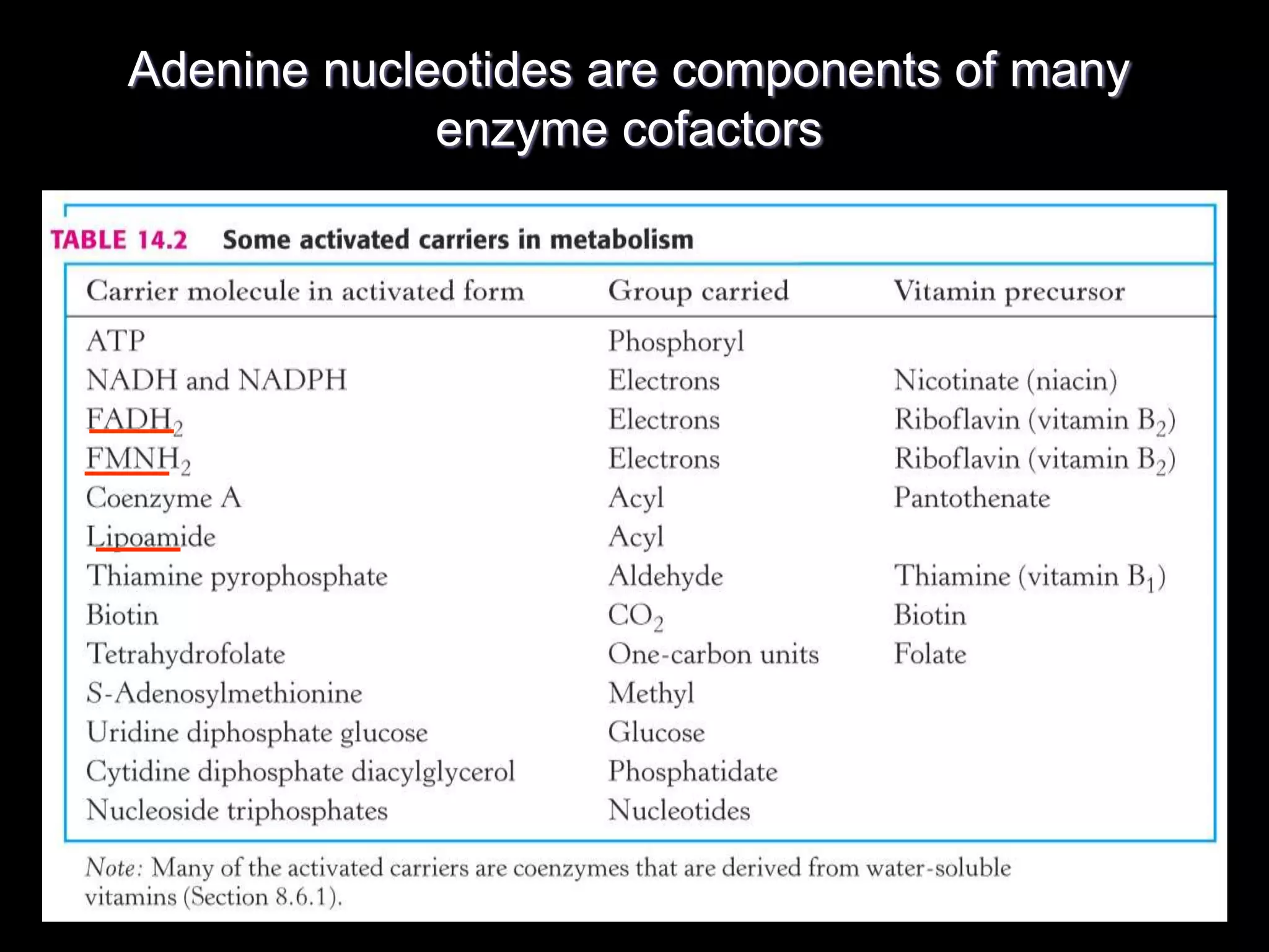 Adenine nucleotides are components of many
enzyme cofactors
 