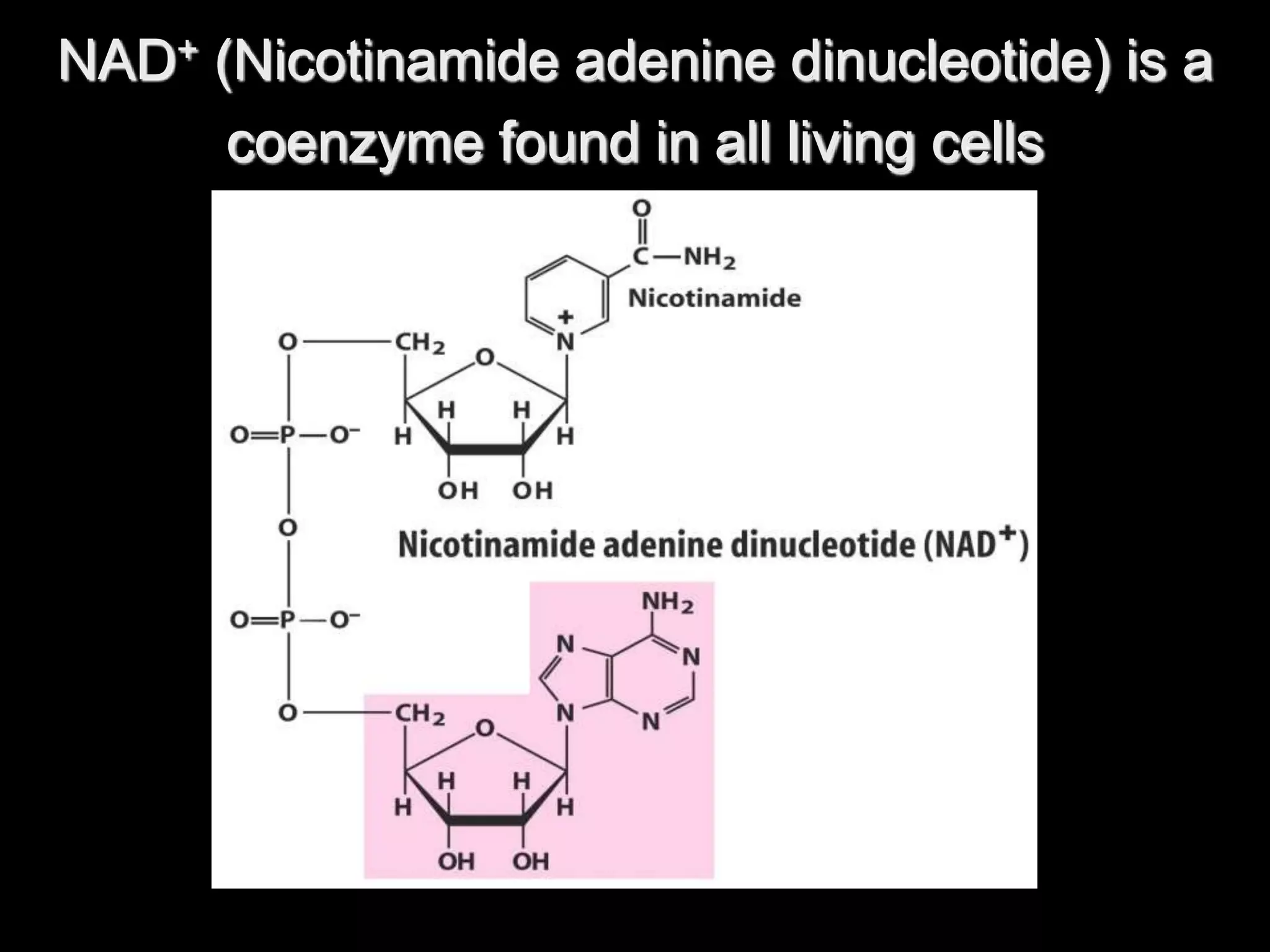 NAD+ (Nicotinamide adenine dinucleotide) is a
coenzyme found in all living cells
 