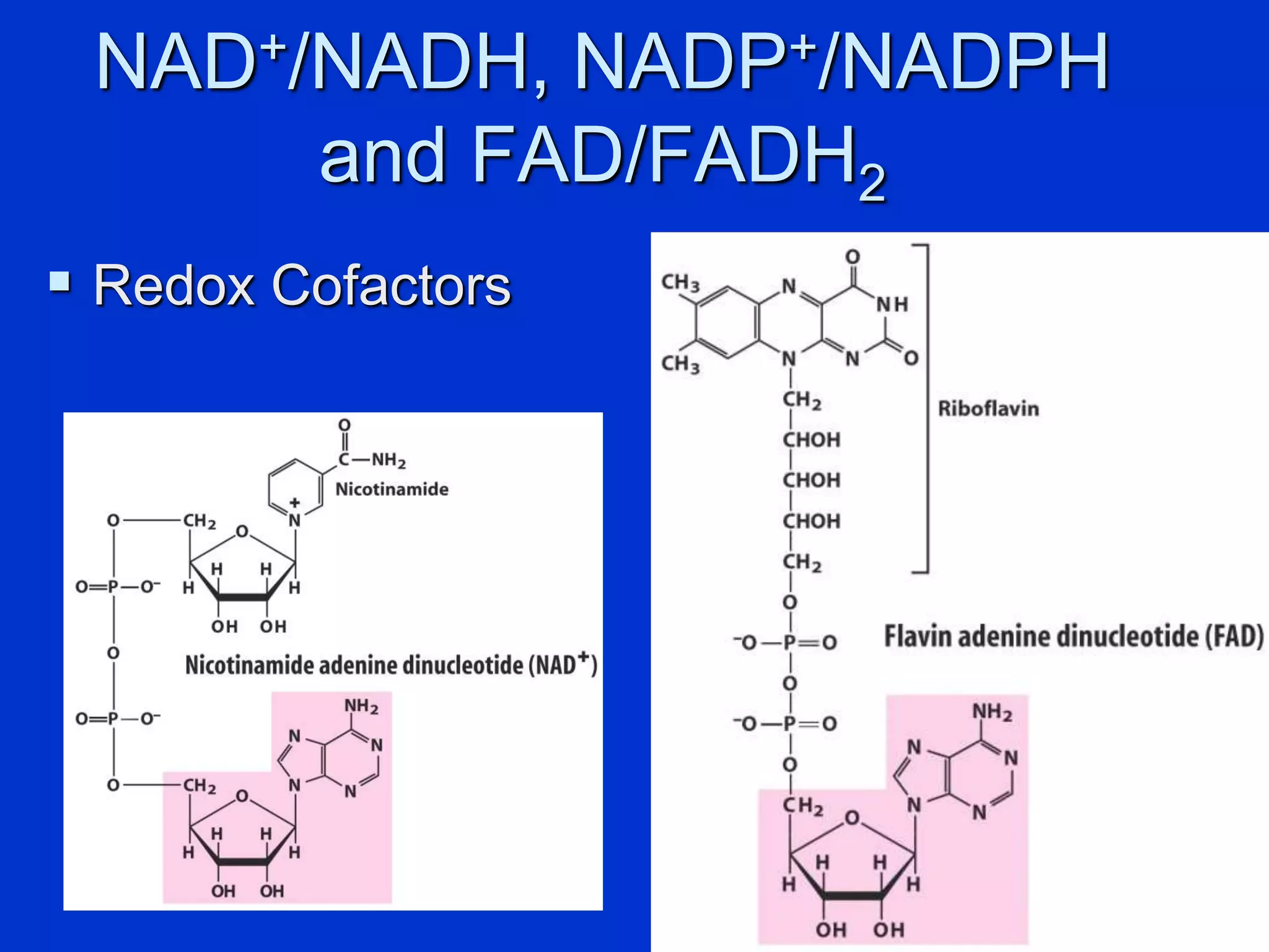 NAD+/NADH, NADP+/NADPH
and FAD/FADH2
 Redox Cofactors
 
