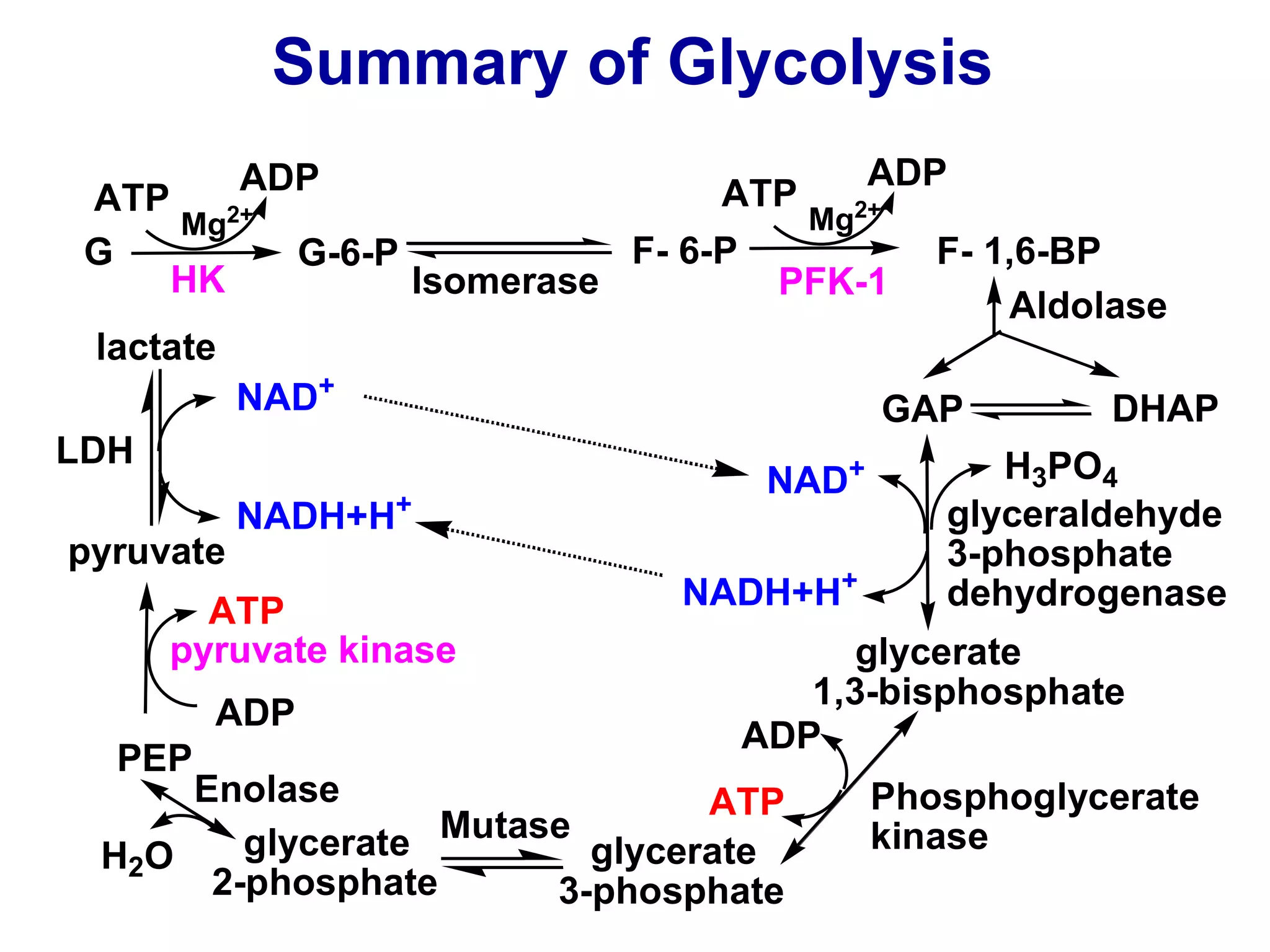 Summary of Glycolysis
ATP
ADP
Mg2+
PFK-1
GAP DHAP
glycerate
1,3-bisphosphate
NADH+H+
glyceraldehyde
3-phosphate
dehydrogenase
H3PO4
NADH+H+
NAD+
ADP
ATP
glycerate
3-phosphate
glycerate
2-phosphate
H2O
PEP
ATP
ADP
pyruvate kinase
lactate
pyruvate
G G-6-P F- 6-P F- 1,6-BP
NAD+
Phosphoglycerate
kinase
Isomerase
Aldolase
Mutase
Enolase
LDH
HK
ATP
ADP
Mg2+
 