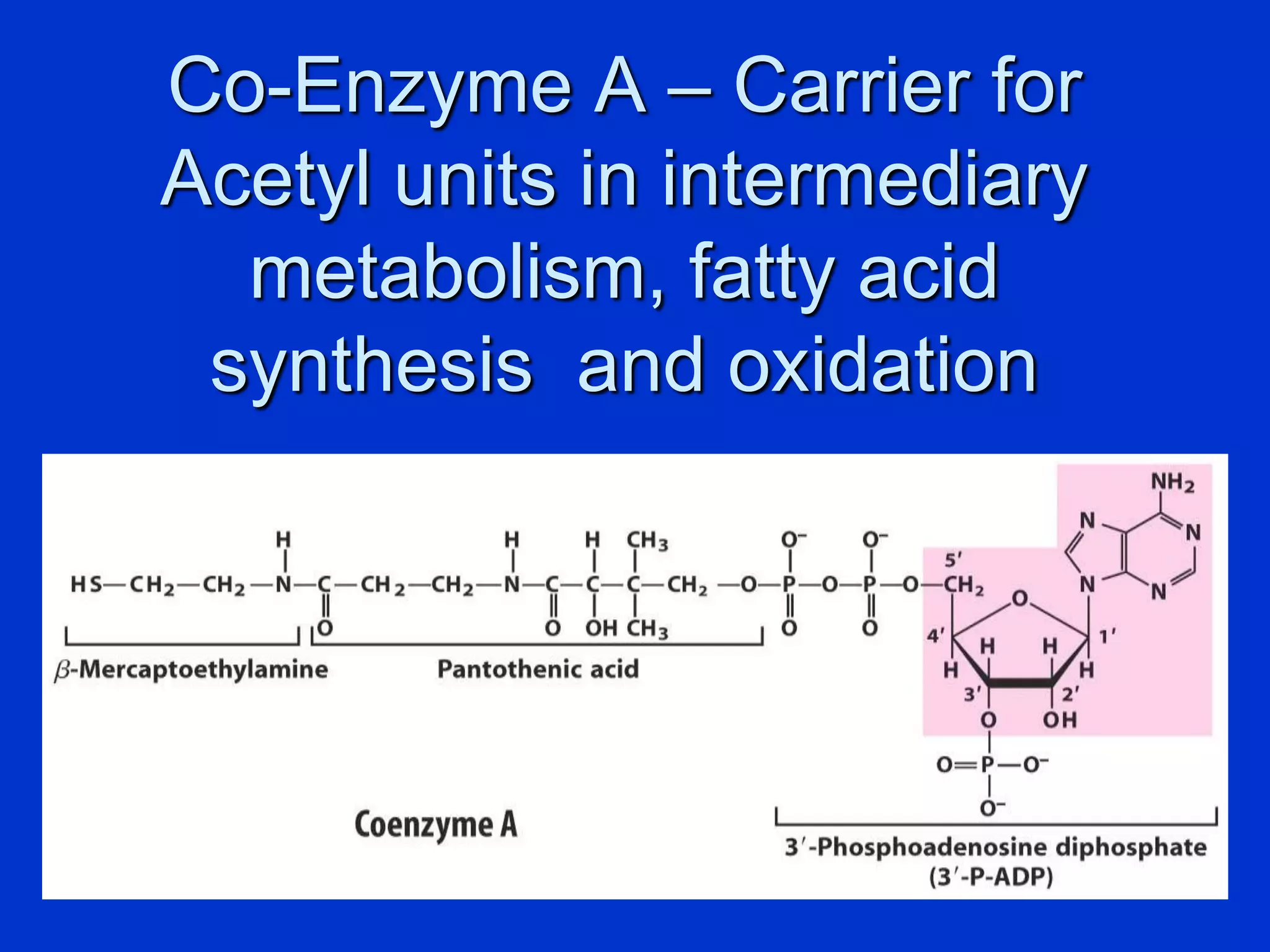 Co-Enzyme A – Carrier for
Acetyl units in intermediary
metabolism, fatty acid
synthesis and oxidation
 