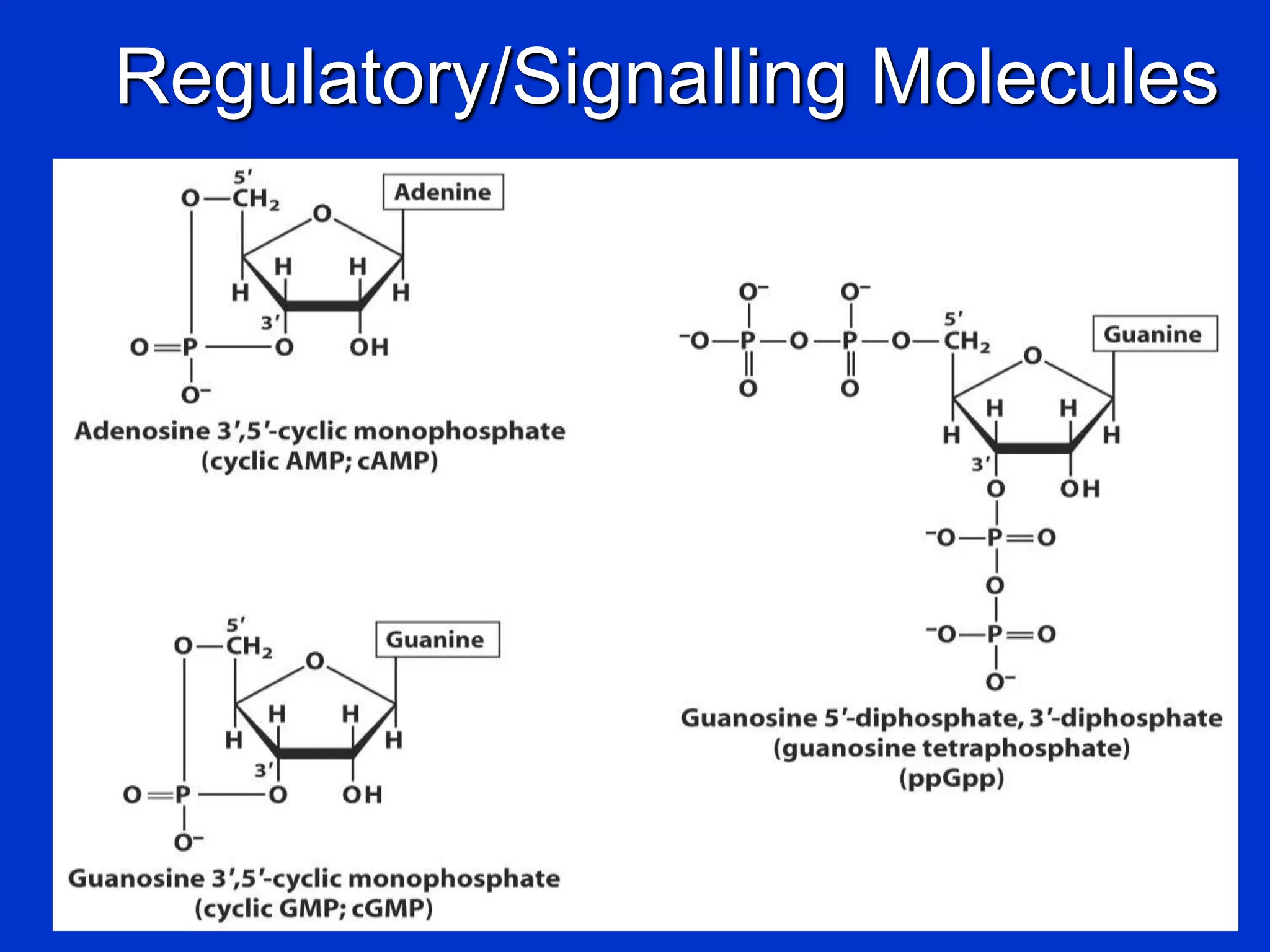 Regulatory/Signalling Molecules
 