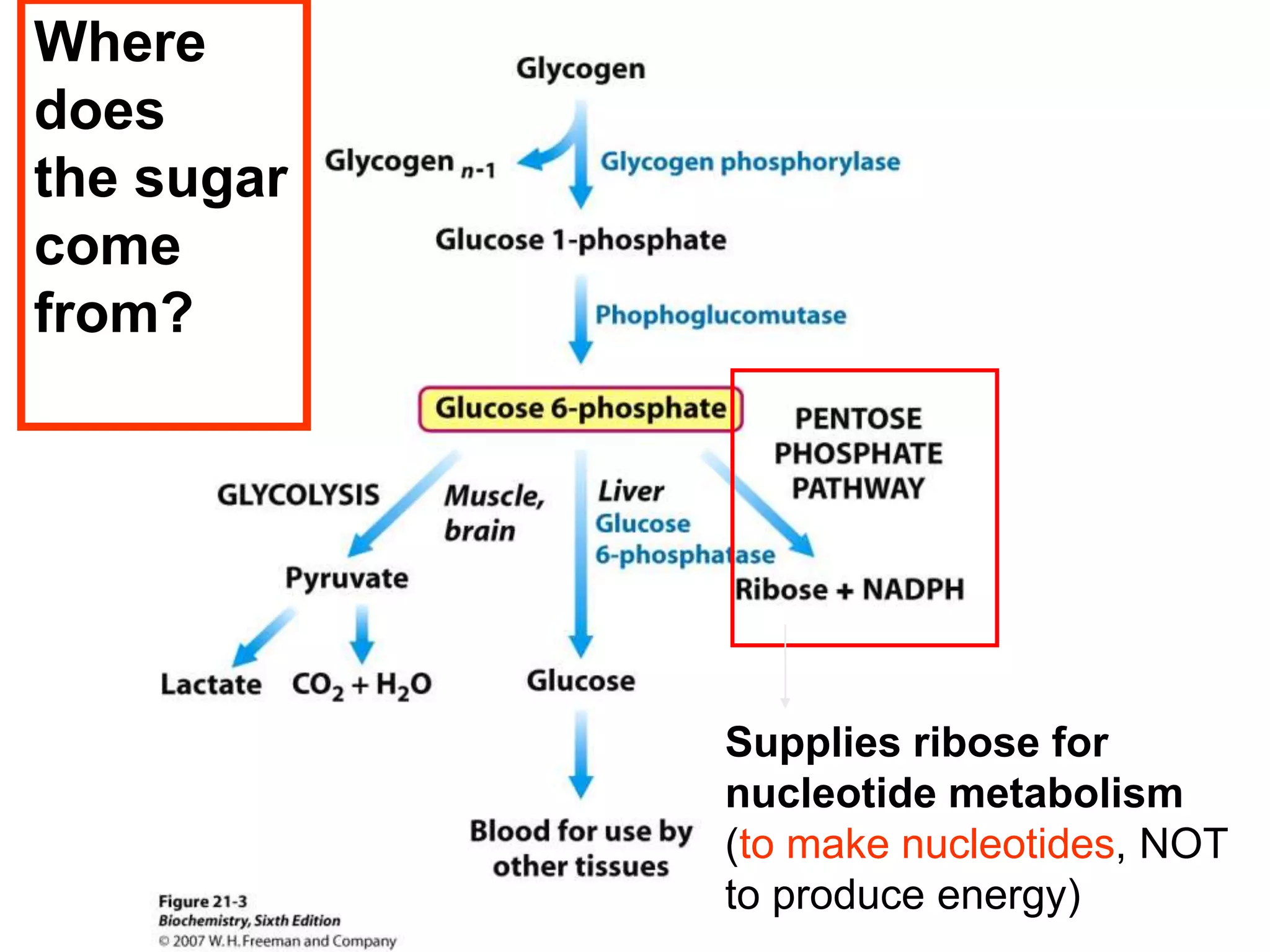 Supplies ribose for
nucleotide metabolism
(to make nucleotides, NOT
to produce energy)
Where
does
the sugar
come
from?
 