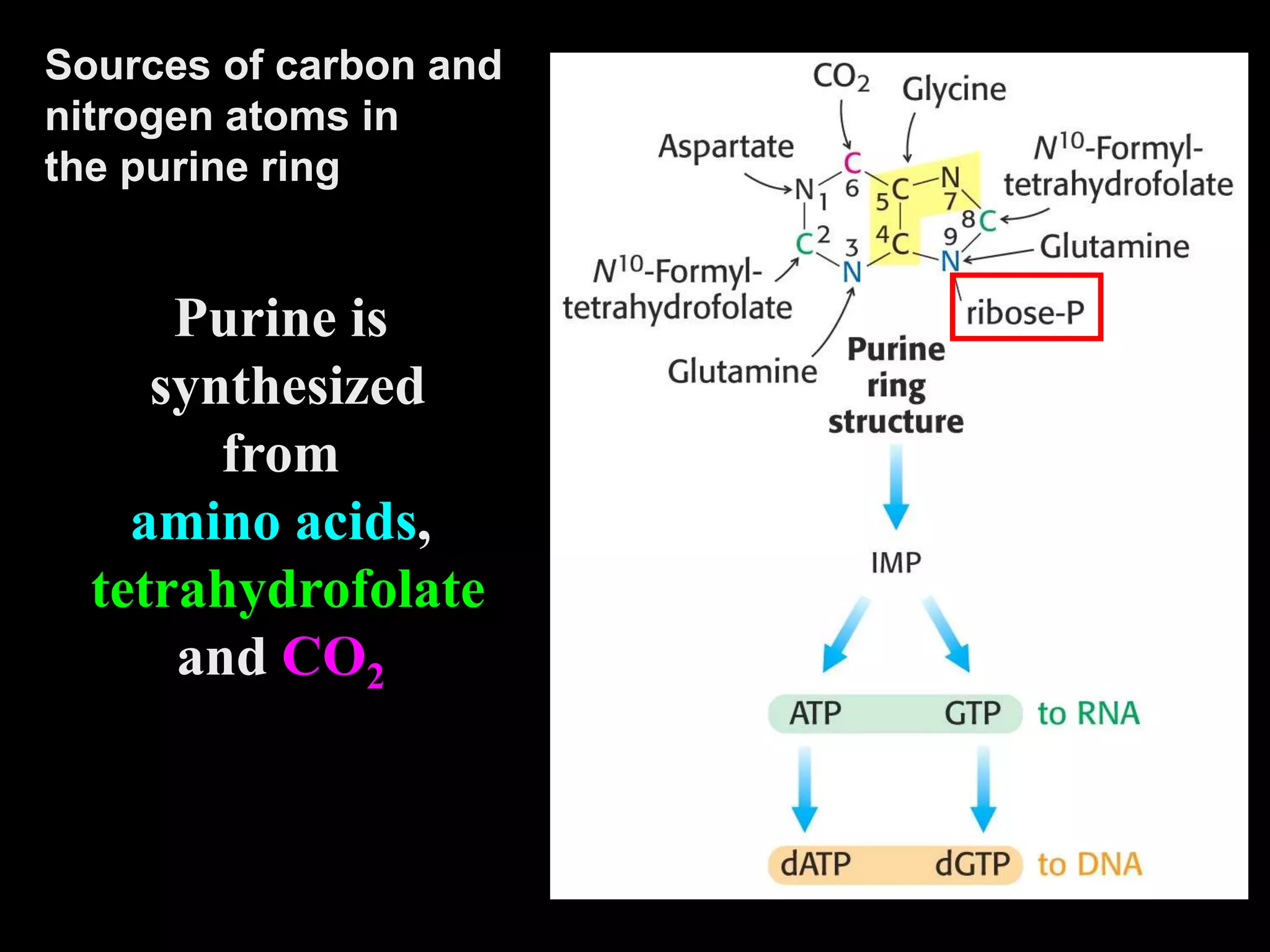 Purine is
synthesized
from
amino acids,
tetrahydrofolate
and CO2
Sources of carbon and
nitrogen atoms in
the purine ring
 