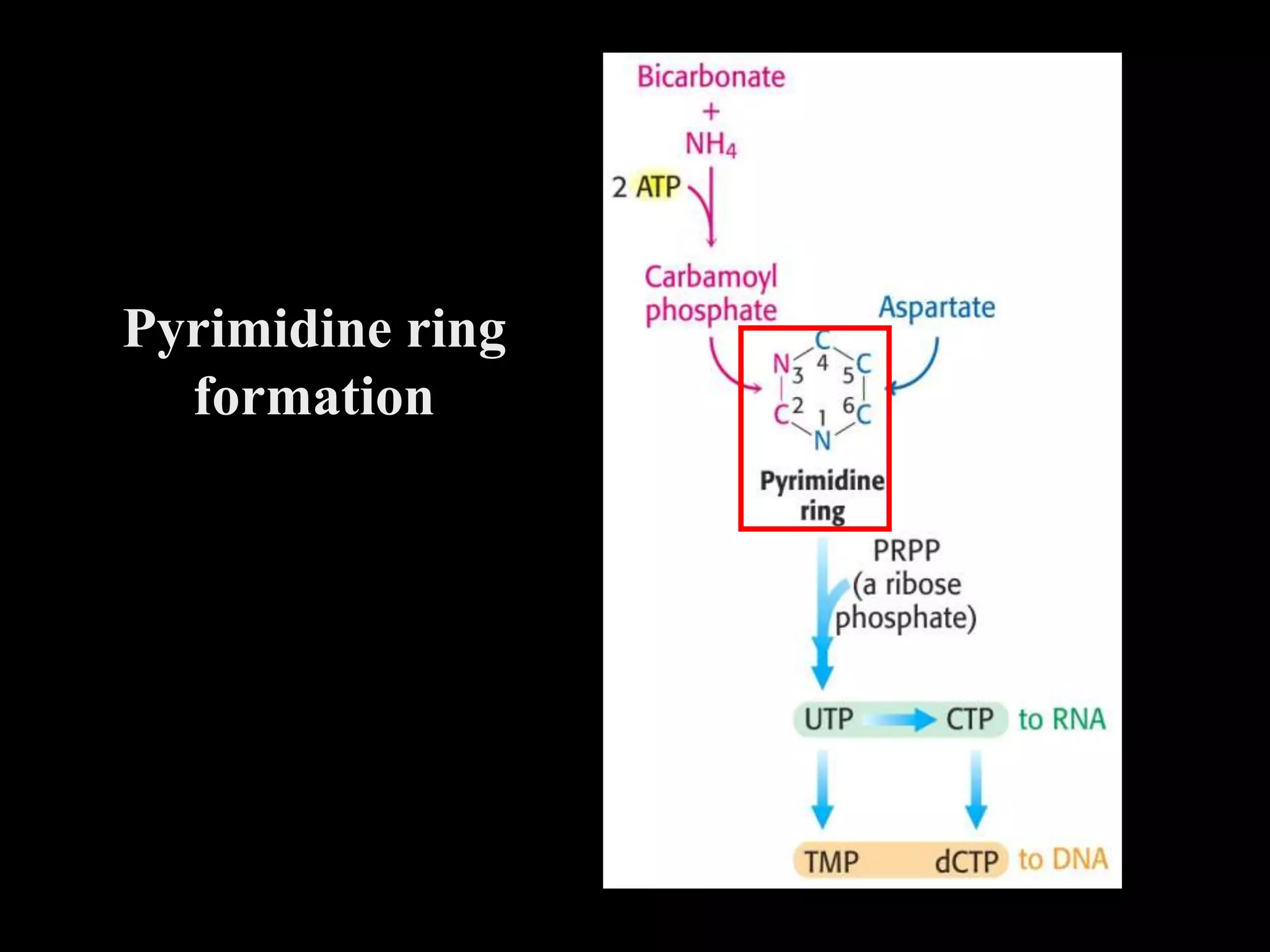 Pyrimidine ring
formation
 